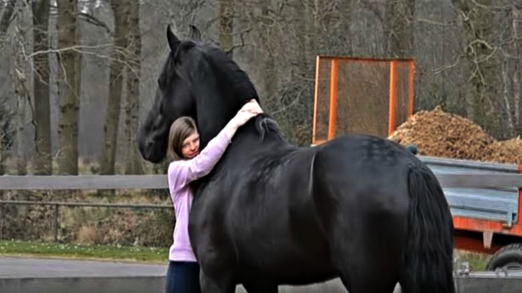 Emotional Reunion Between A Young Girl And Her Friesian Dream Horse